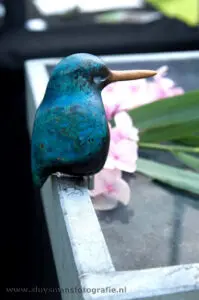 ijsvogel op waterbak
